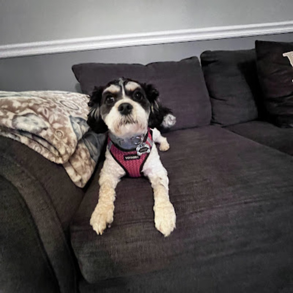 Meet your Posher, Benjamin - Picture 1 of 1